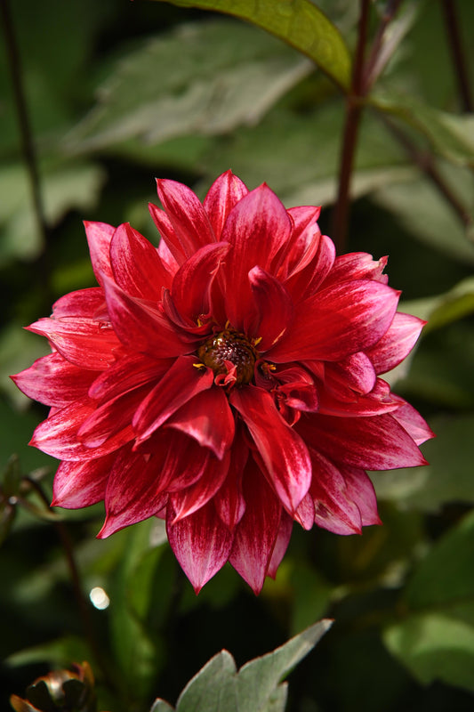 Dahlia Darkarin