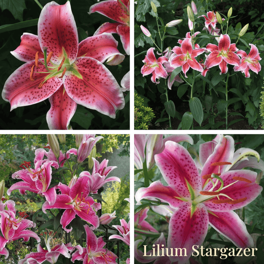 Lilien-Sommergarten-Kollektion