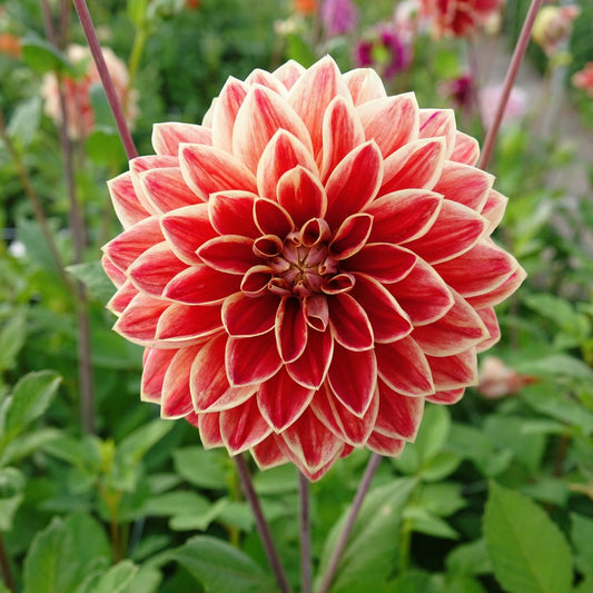 Sammlung Klassische Romanzen