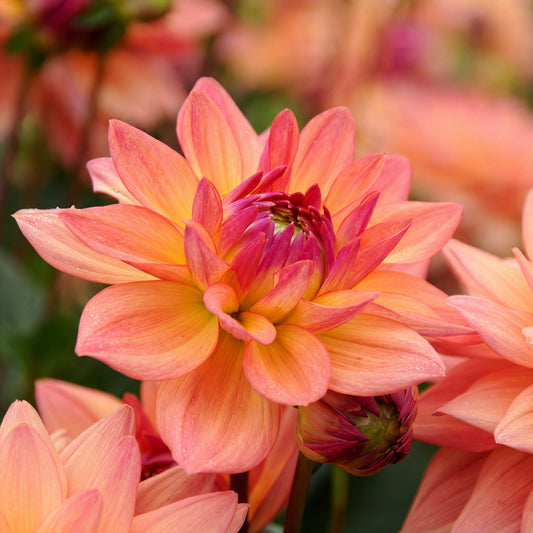 Dahlia Melody Dora