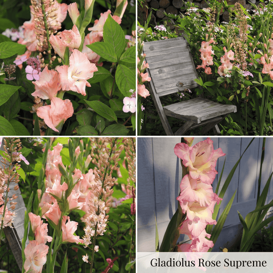 Gladiole Sommergarten-Kollektion