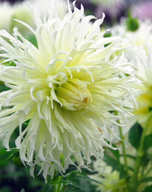 Dahlia Mondbote