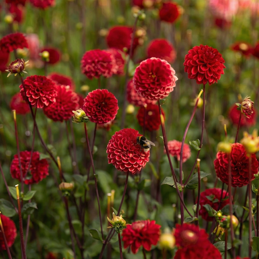 Kollektion Samtherzen