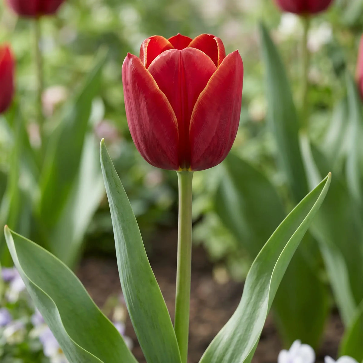 Tulipa Ile de France flower result