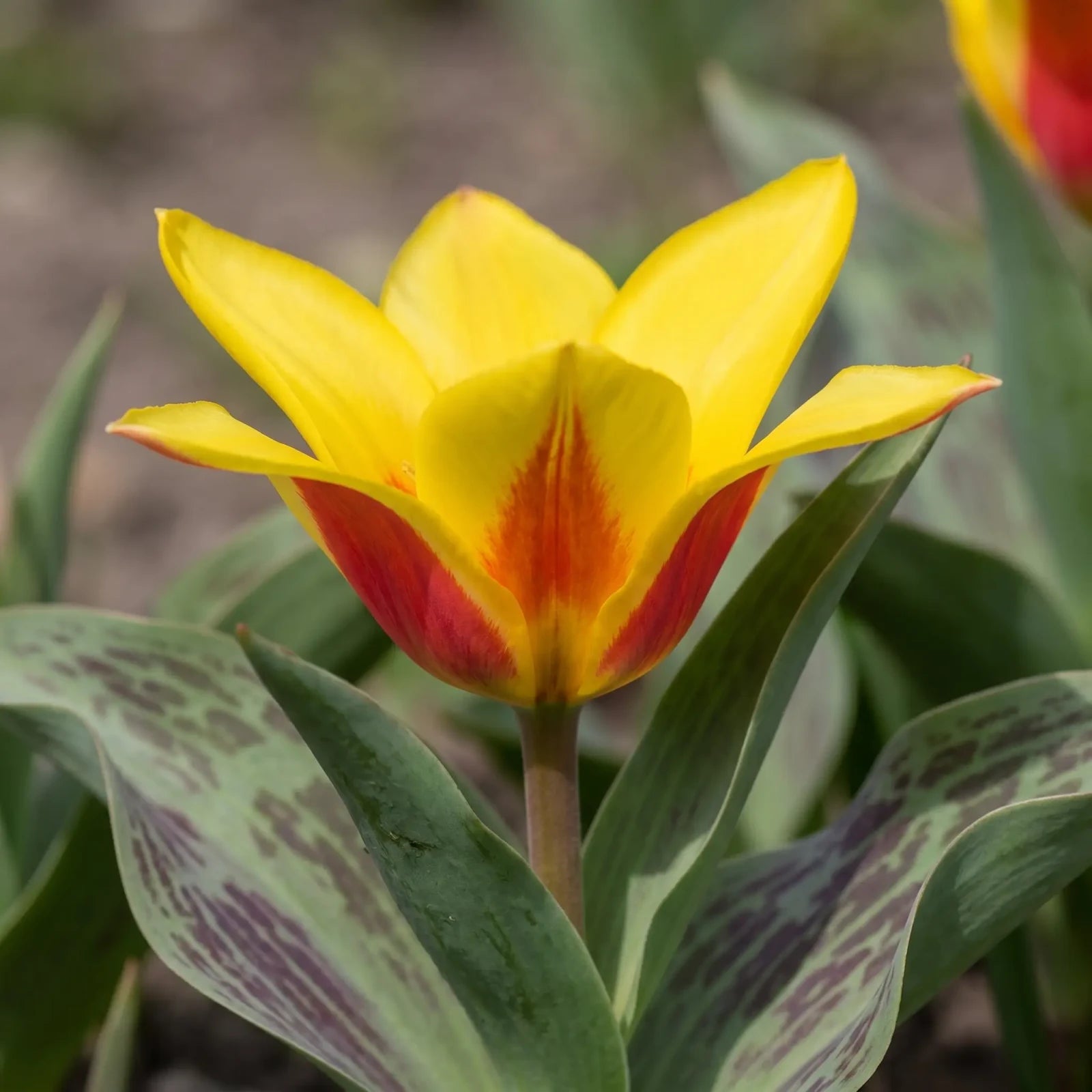 Tulipa Stresa flower result