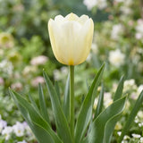 Tulipa Francoise flower result