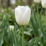 Tulipa Royal Virgin flower result