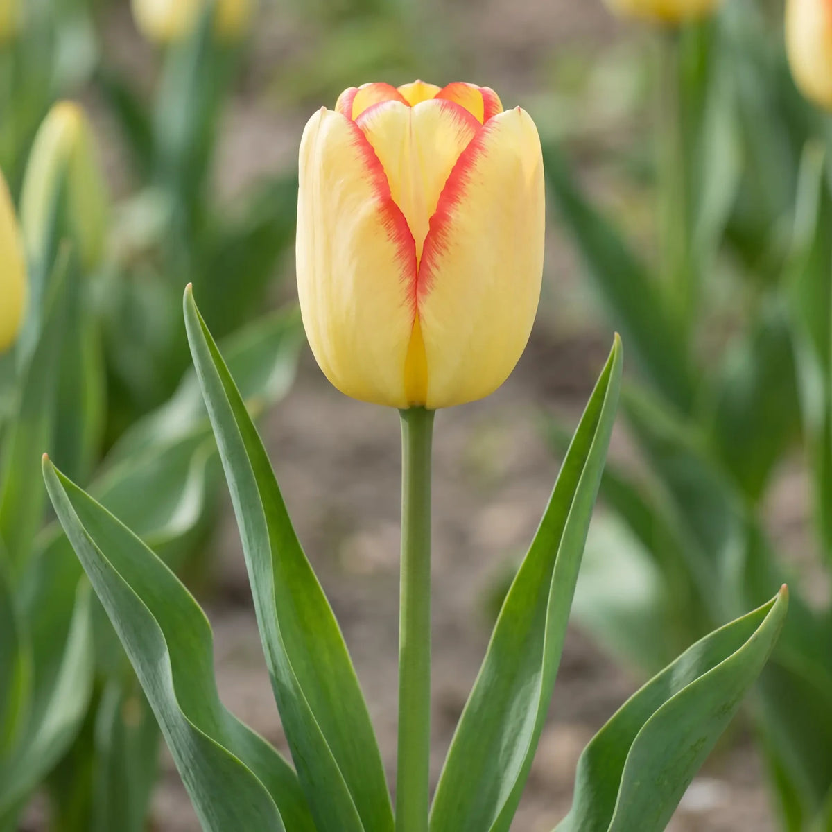 Tulipa Cape Town flower result