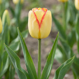 Tulipa Cape Town flower result