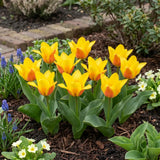 Tulipa Buttercup (waterlelie-tulp) in een voorjaarsborder
