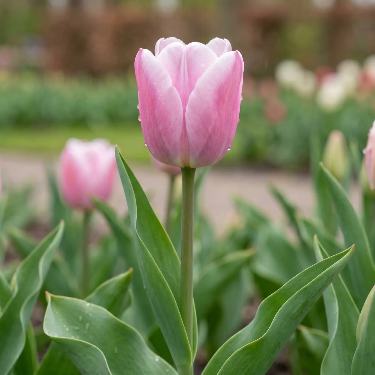Tulipa Synaeda Amor flower result