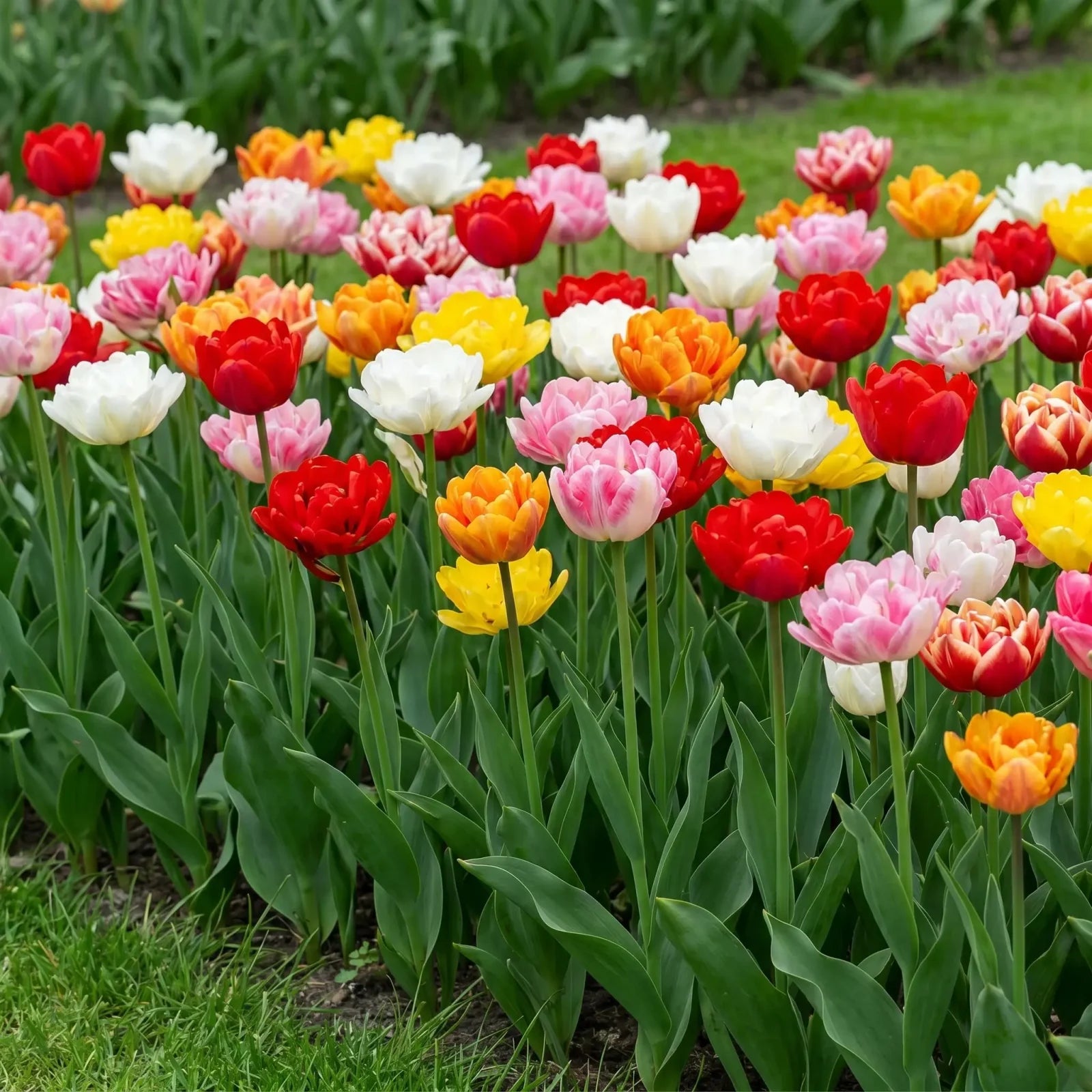 Gemengde dubbele vroege tulpen in een voorjaarsborder