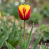 Tulipa Dow Jones flower result