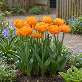 Tulipa Orca in een natuurlijke voorjaarsborder