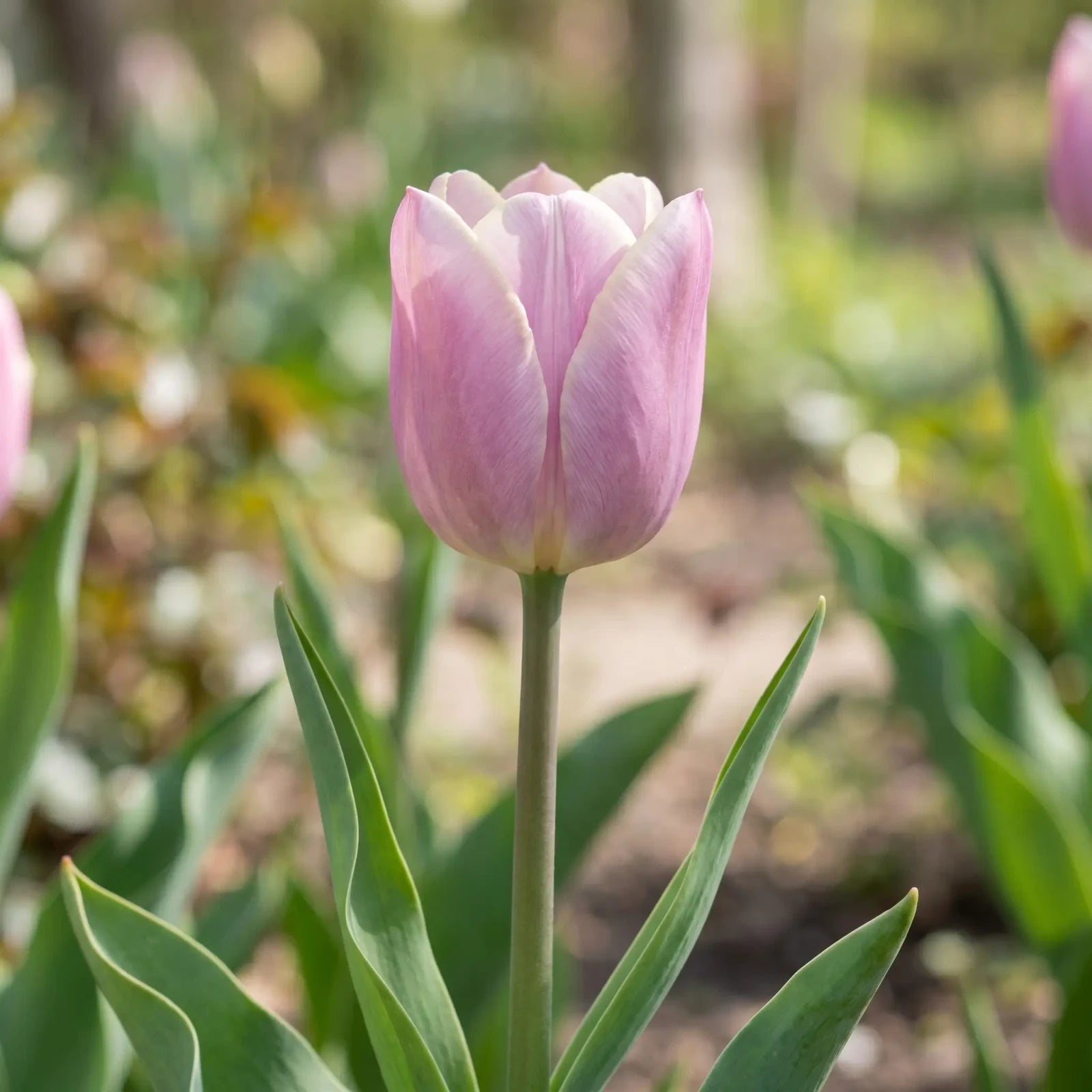 Tulipa Silver Cloud flower result