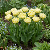 Tulipa Verona in een natuurlijke voorjaarsborder
