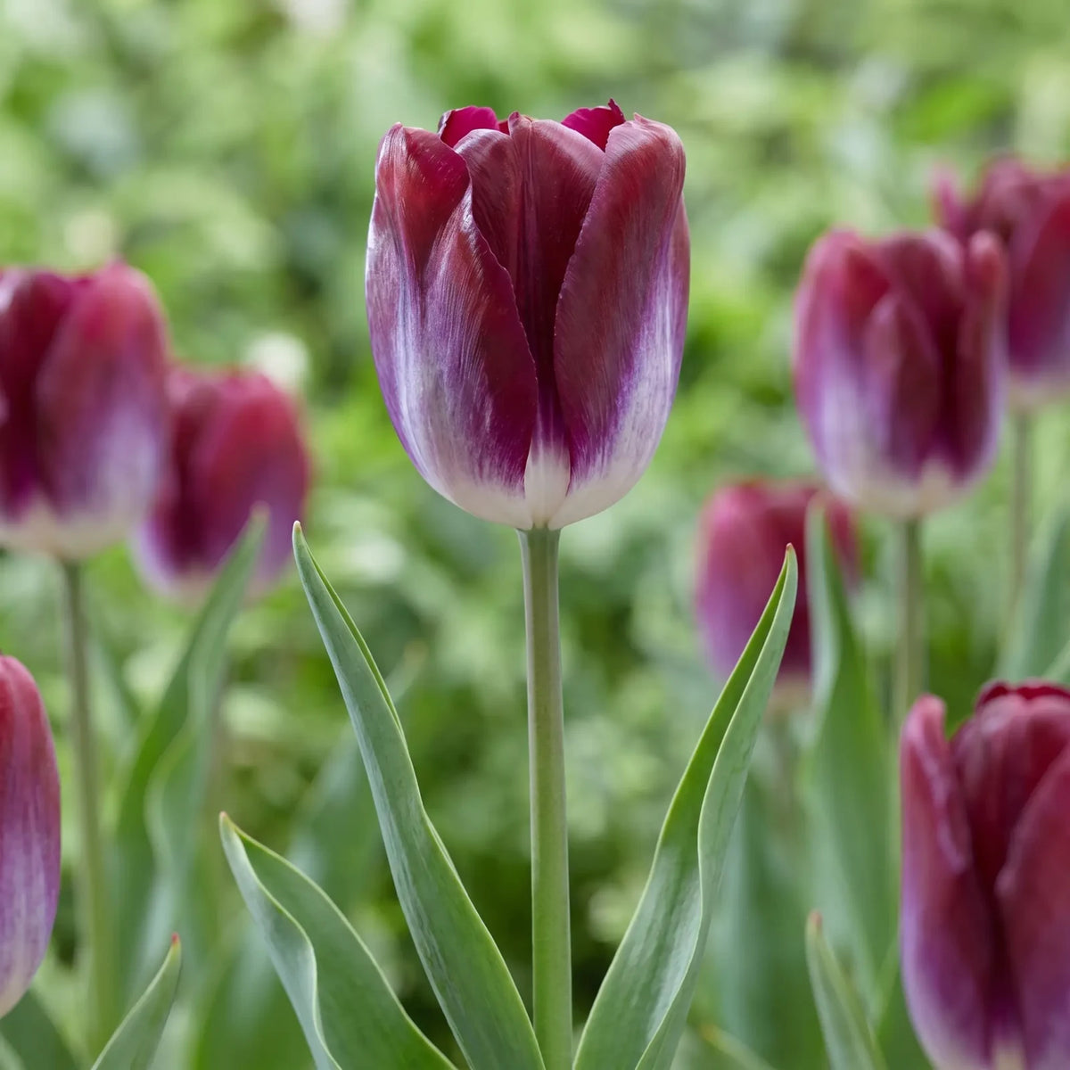 Tulipa Kansas Proud flower result