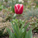 Tulipa Leo Visser flower result
