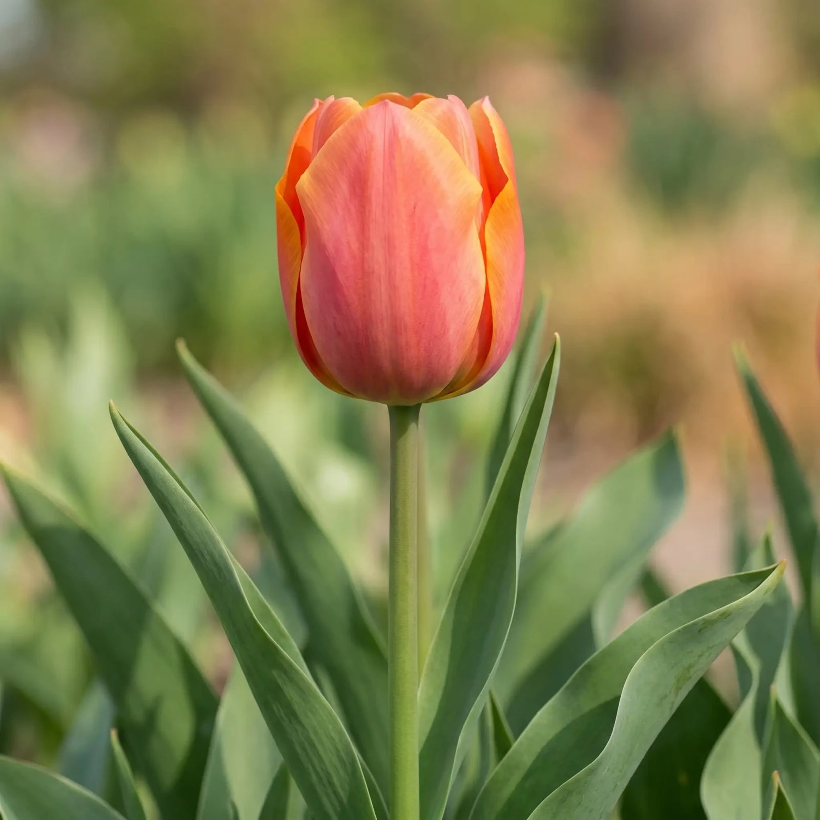 Tulipa Jimmy flower result