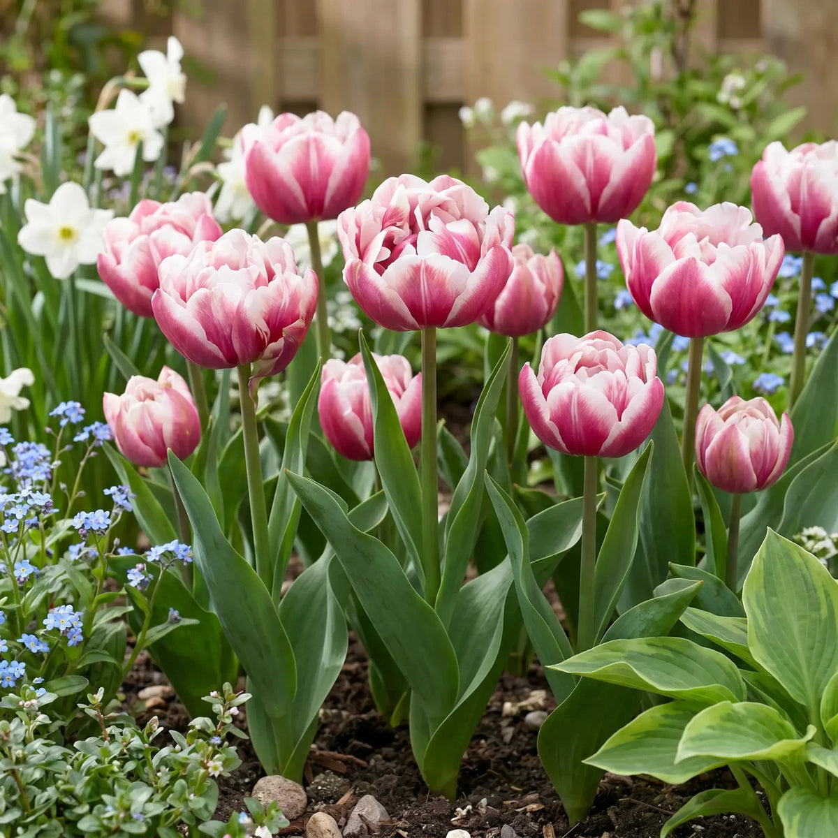 Tulipa Columbus in een natuurlijke voorjaarsborder