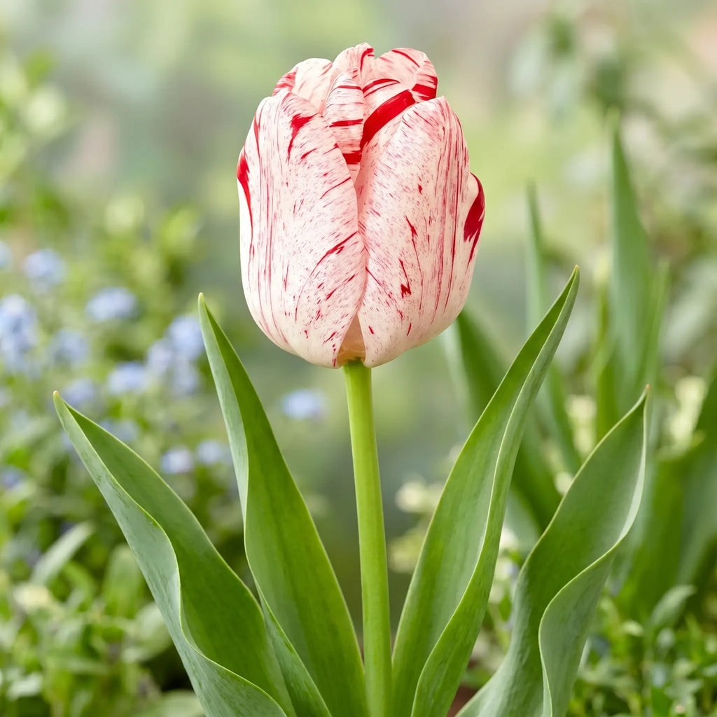 Tulipa One Direction flower result