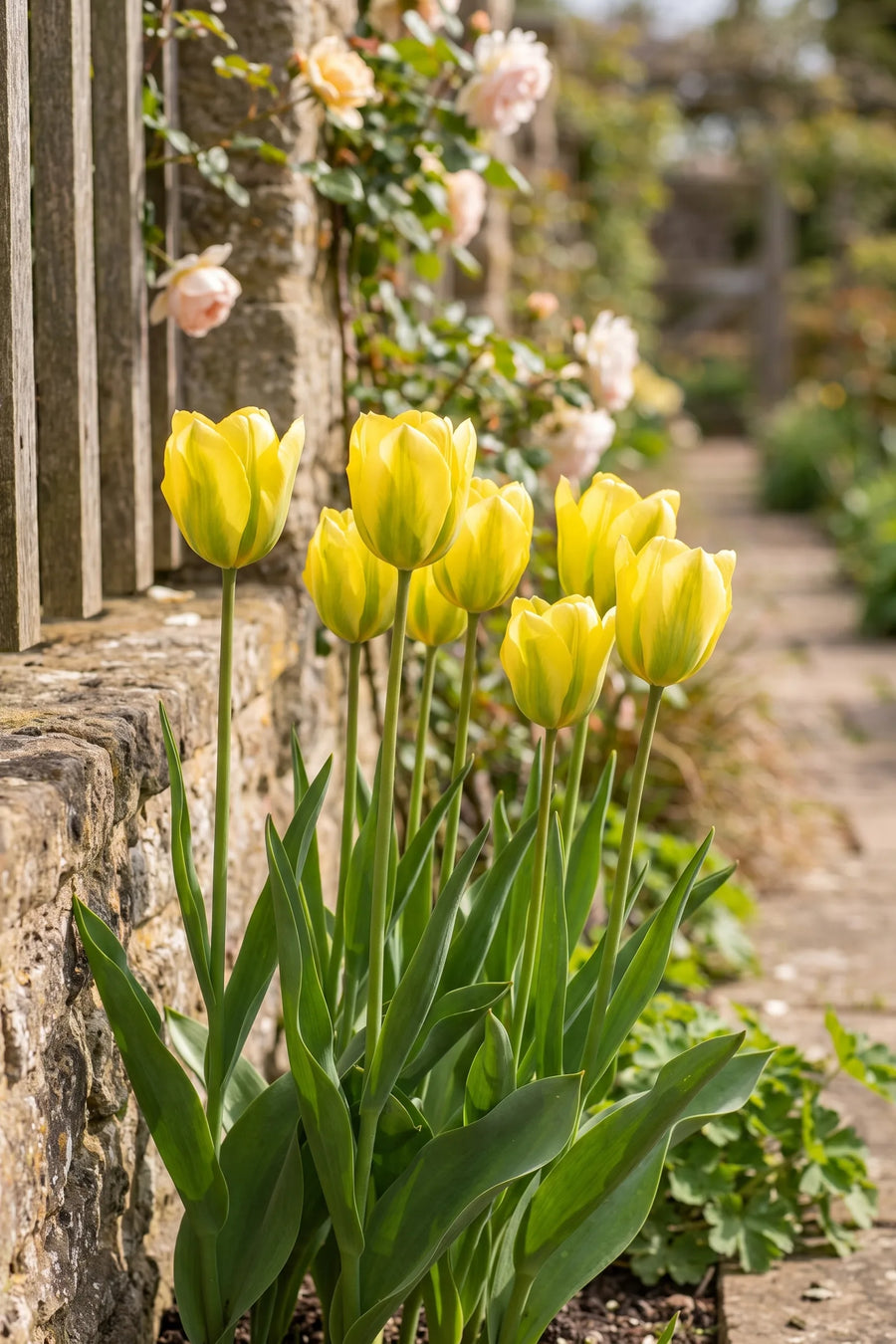 Tulipa Formosa in bloei in een voorjaarsborder