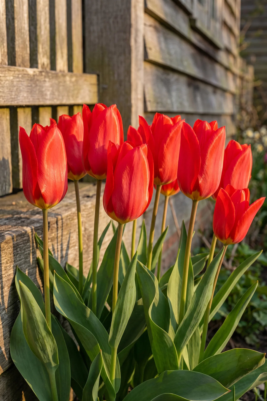 Tulipa Red Emperor in bloei in een voorjaarsborder