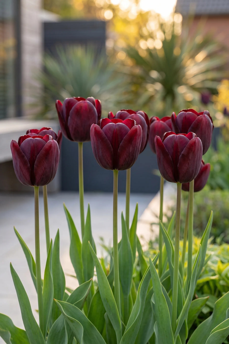 Tulipa National Velvet in bloei in een voorjaarsborder