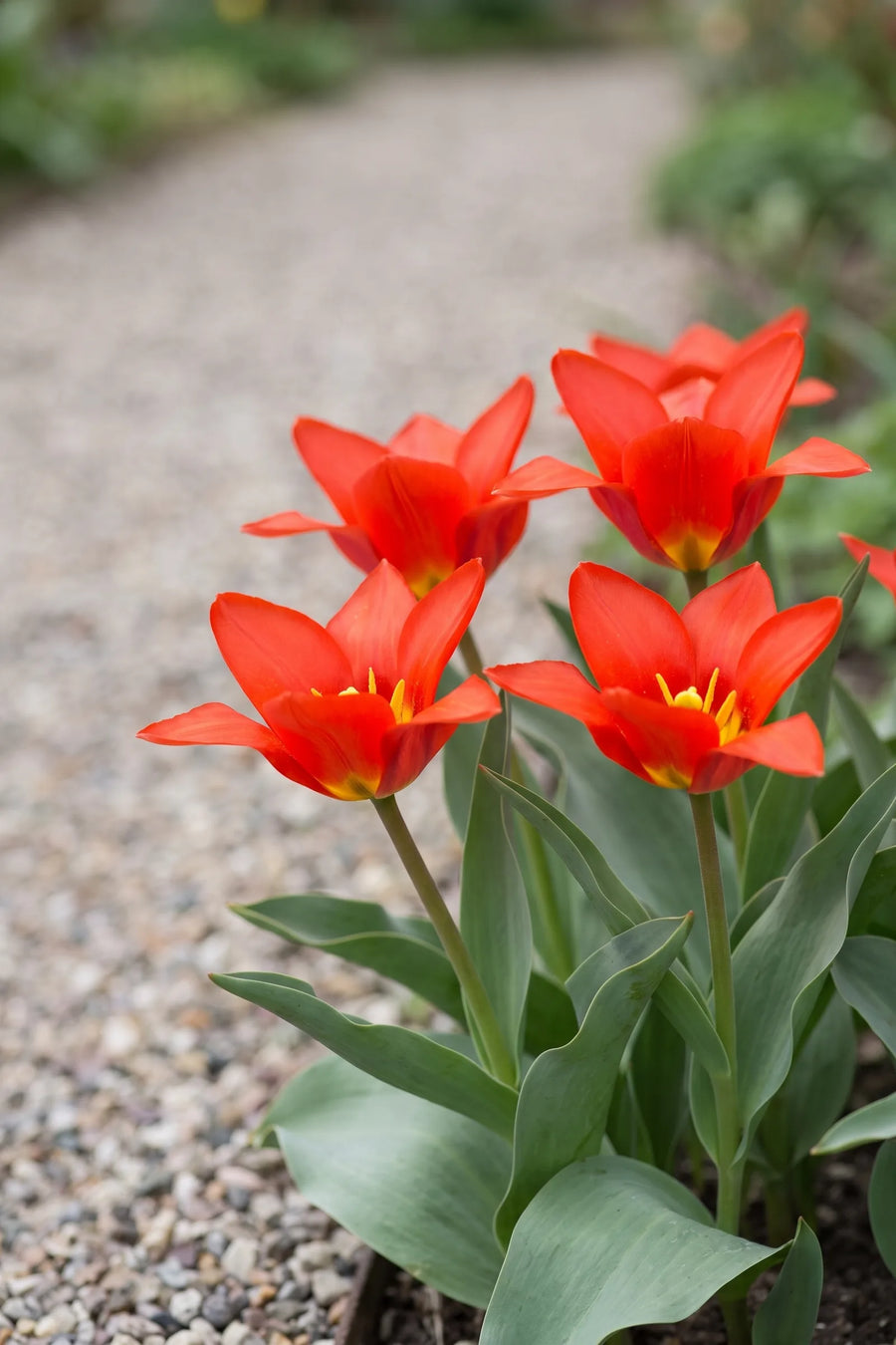 Tulipa Scarlet Baby in bloei in een voorjaarsborder