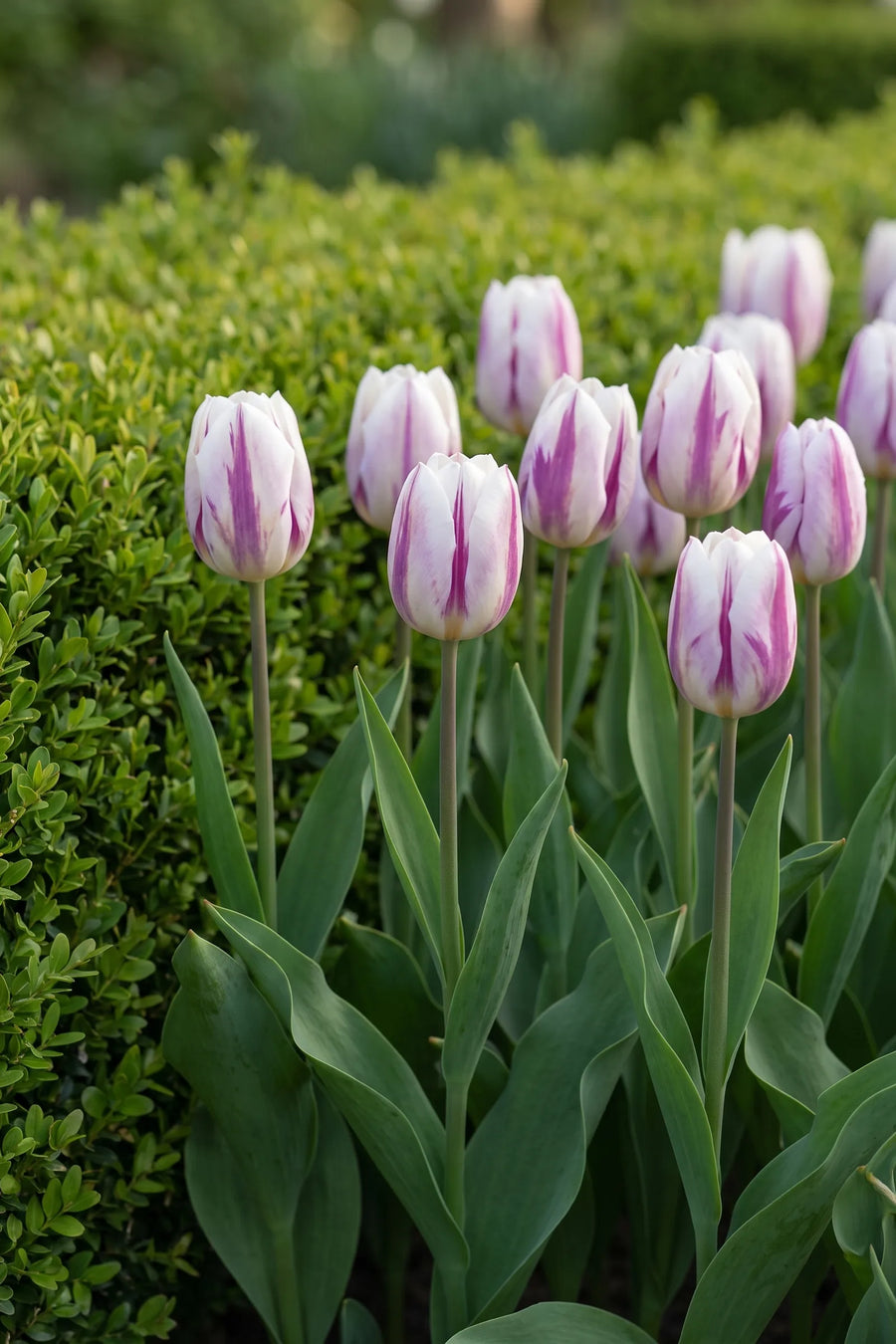 Tulipa Flaming Flag in bloei in een voorjaarsborder