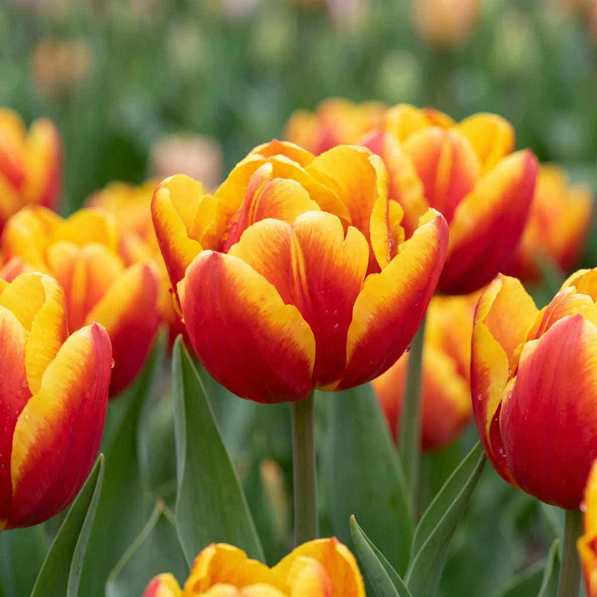 Tulipa Cilesta close-up