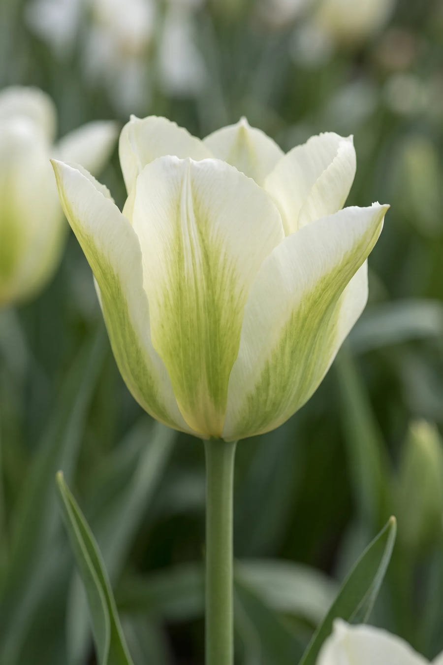 Close-up van de bloem van Tulipa Spring Green