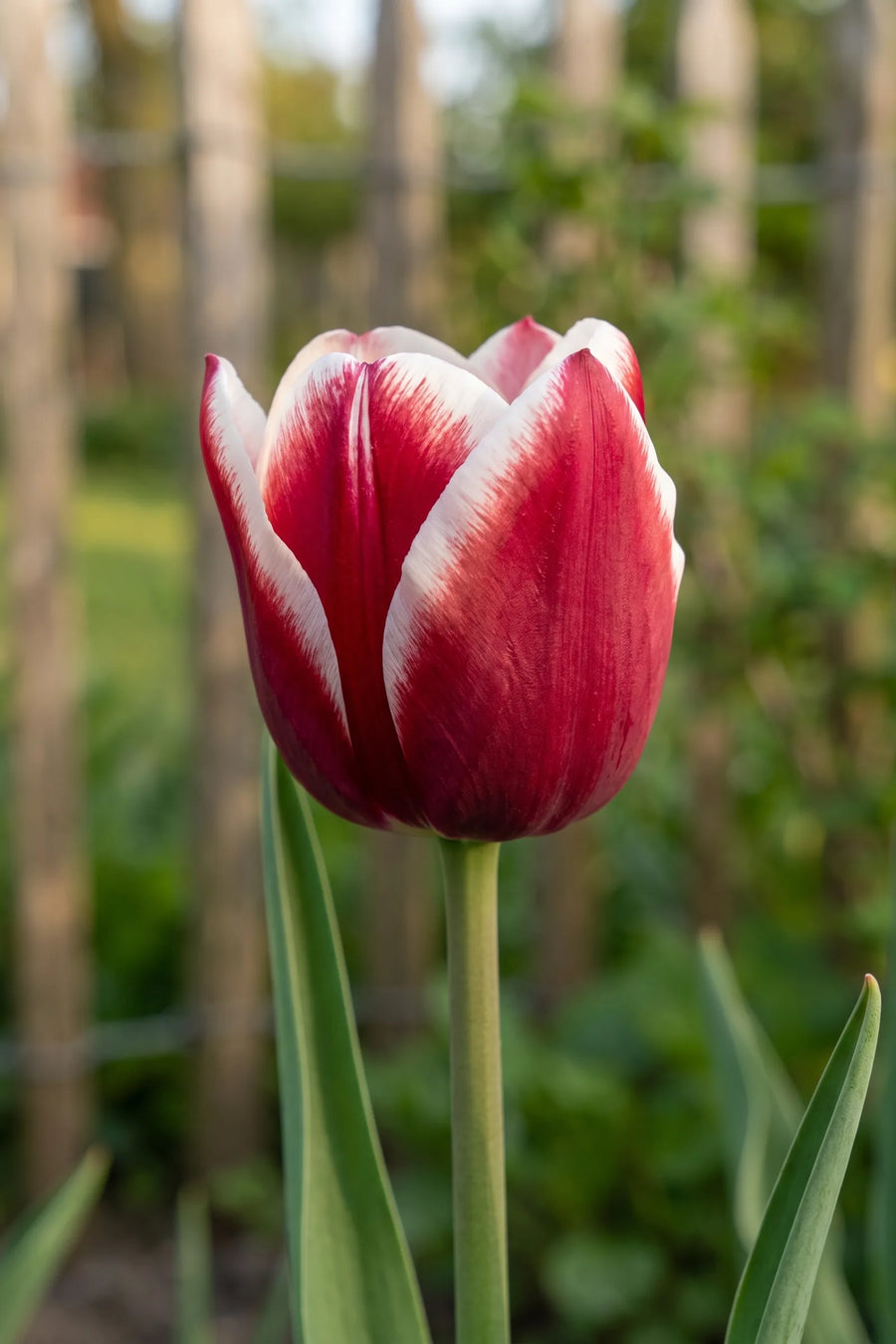 Close-up van de bloem van Tulipa Timeless