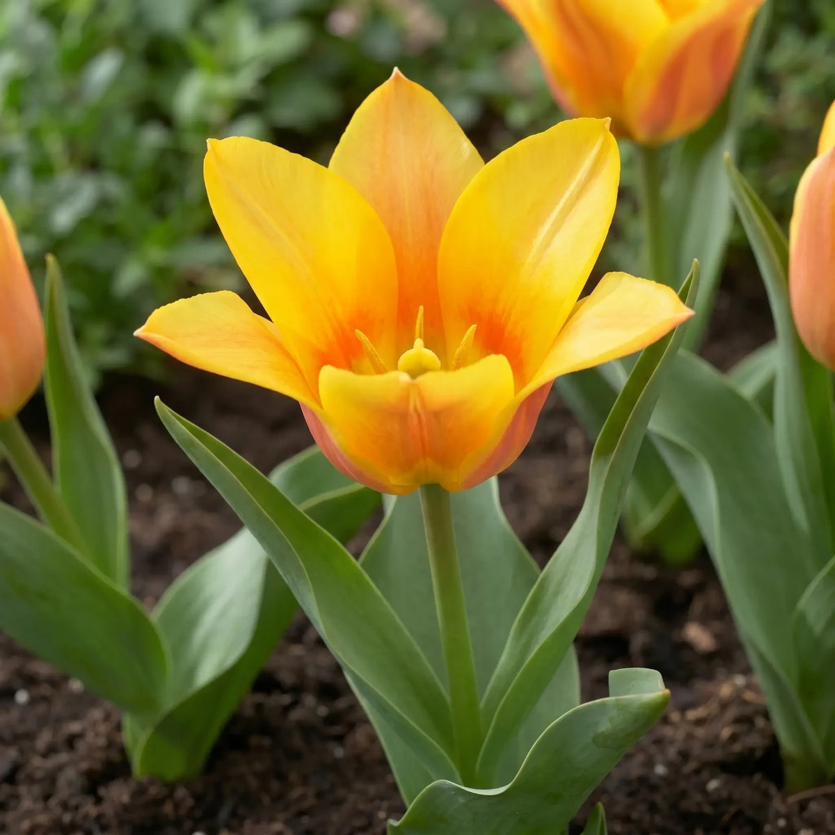 Tulipa Buttercup close-up