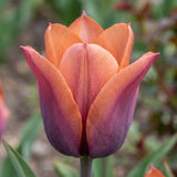 Tulipa Request close-up