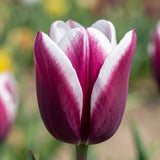 Tulipa Spitsbergen close-up