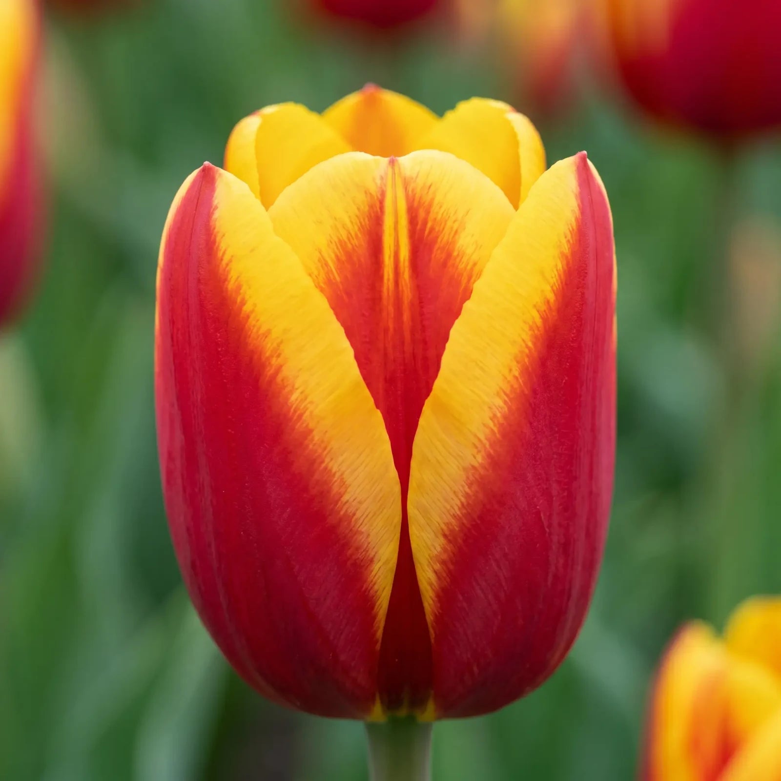 Tulipa Dow Jones close-up