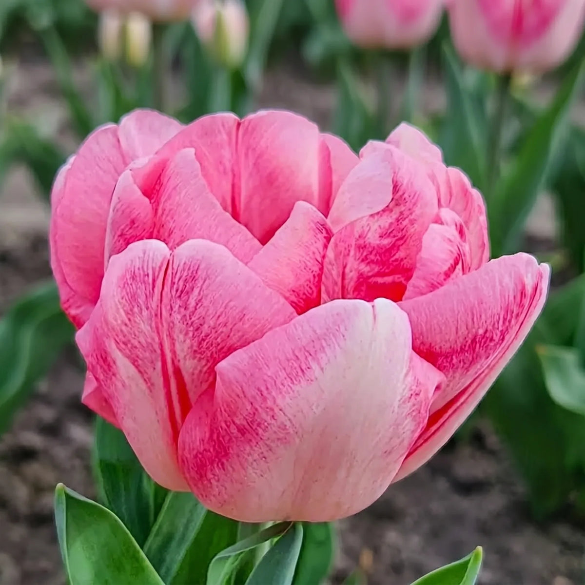Tulipa Foxtrot close-up
