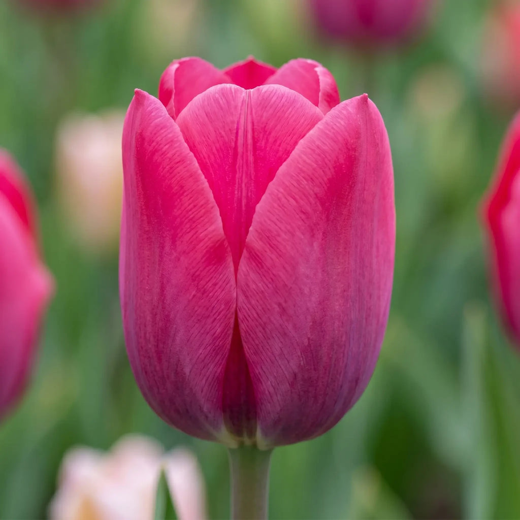 Tulipa Pink Ardour close-up