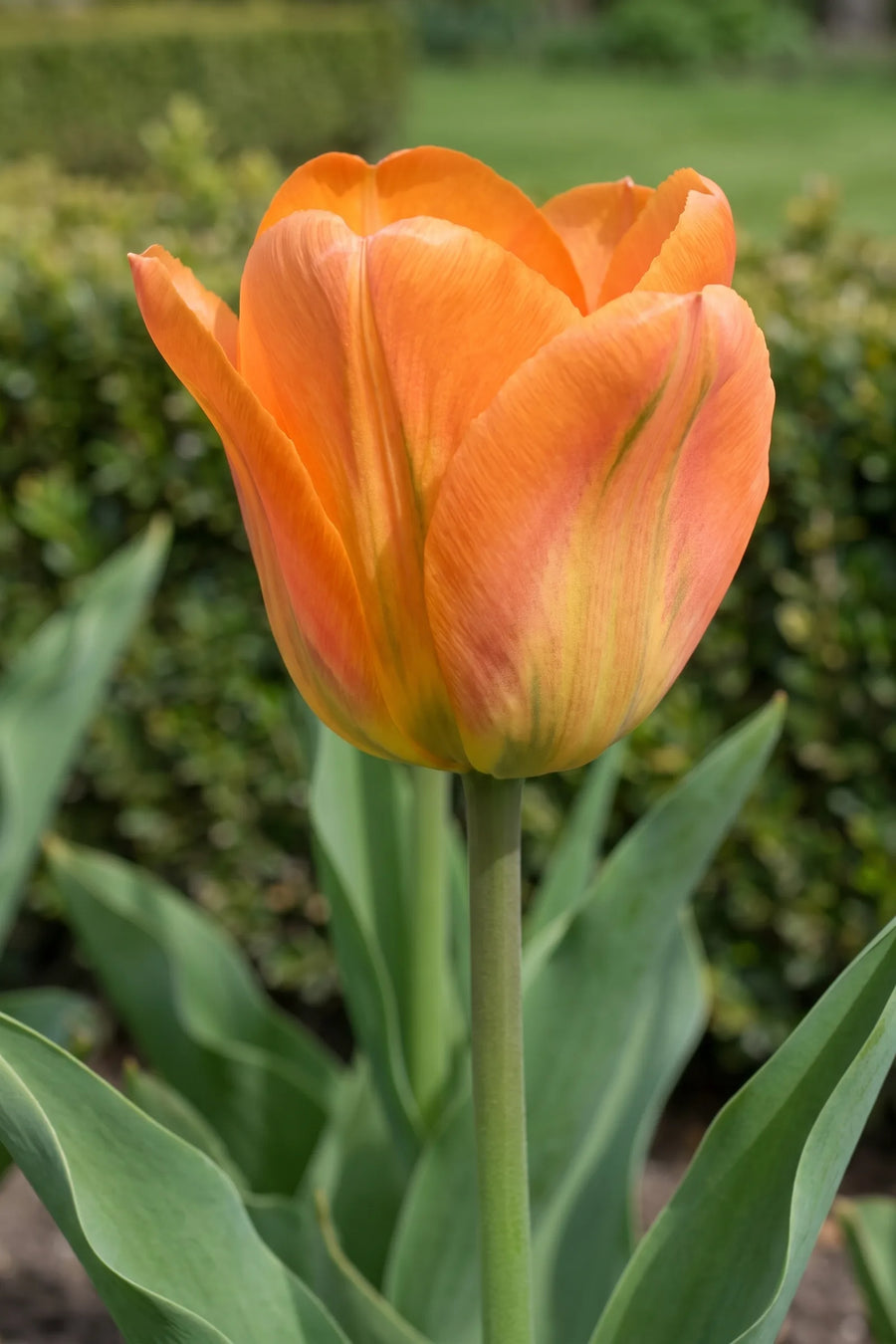 Close-up van de bloem van Tulipa Orange Emperor