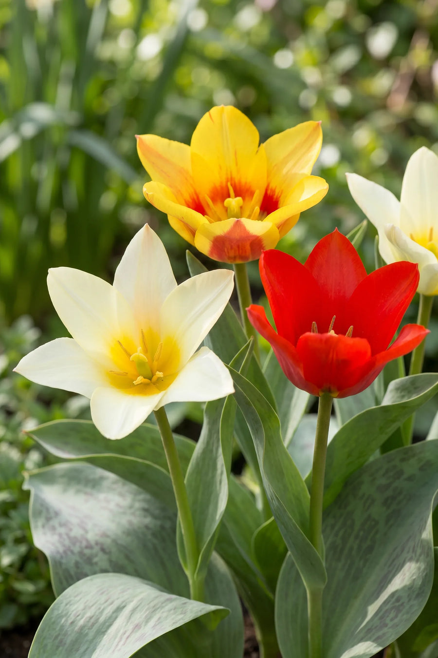 Close-up van de bloem van Tulipa Botanisch Mixed