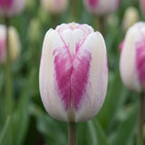 Tulipa Hotpants close-up