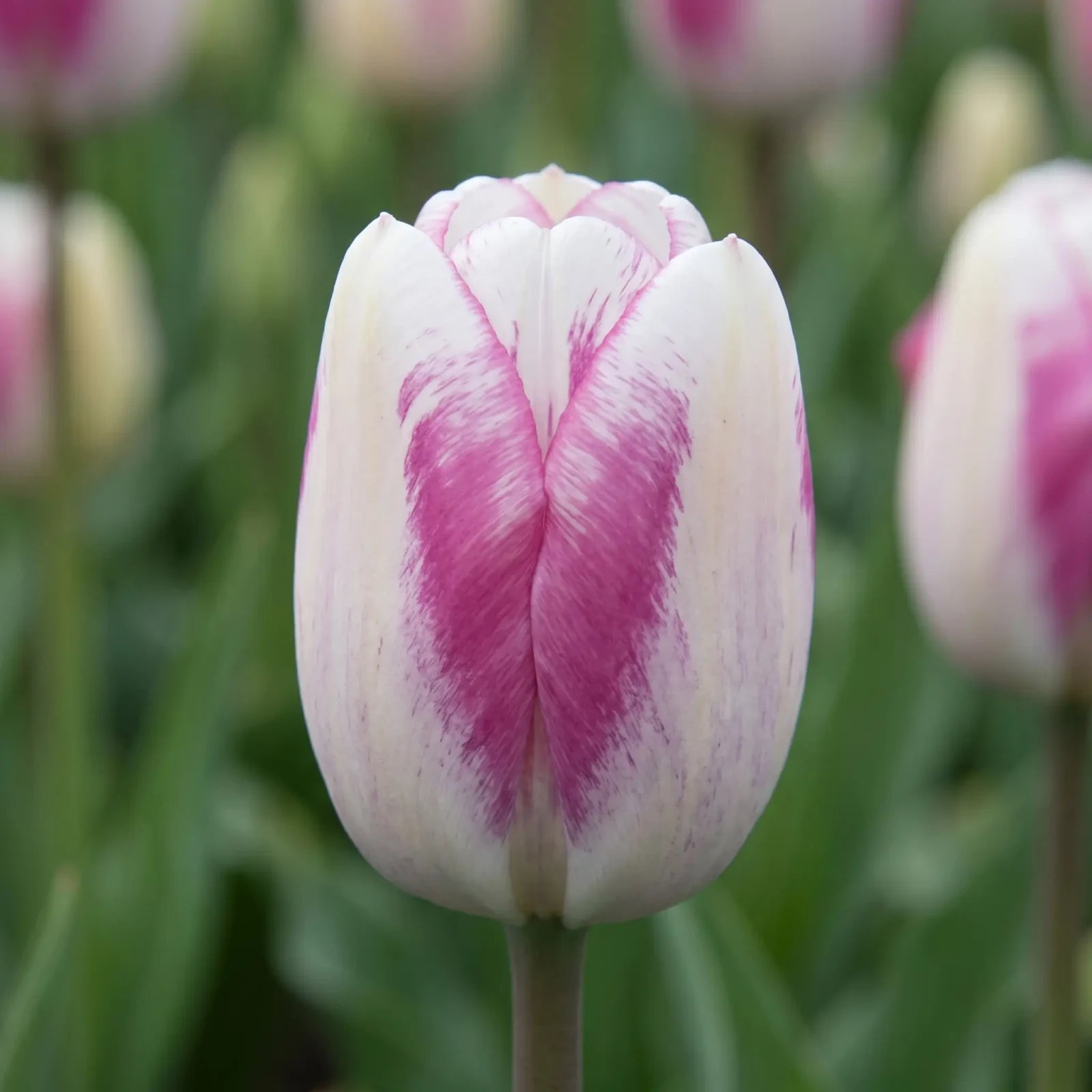 Tulipa Hotpants close-up