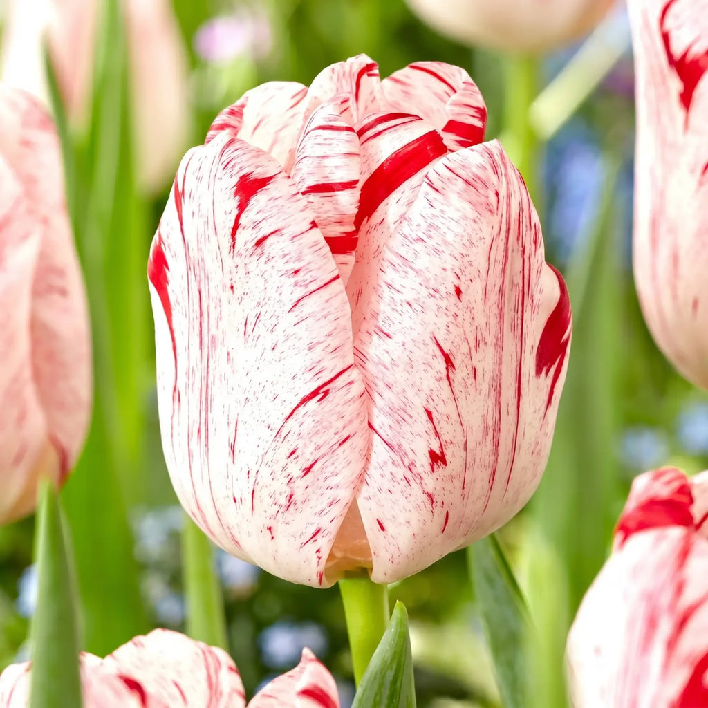 Tulipa One Direction close-up