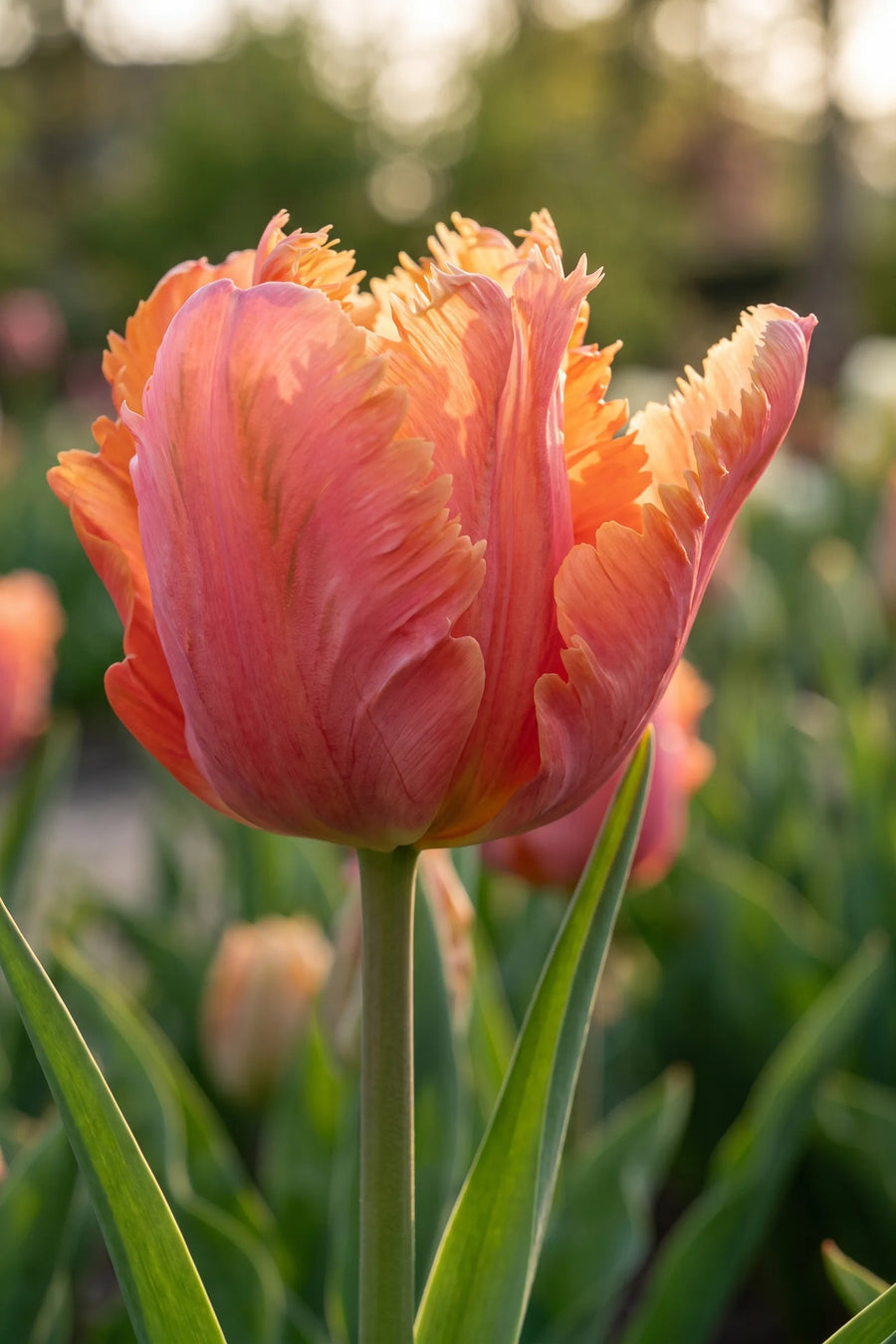 Close-up van de bloem van Tulipa Amazing Parrot