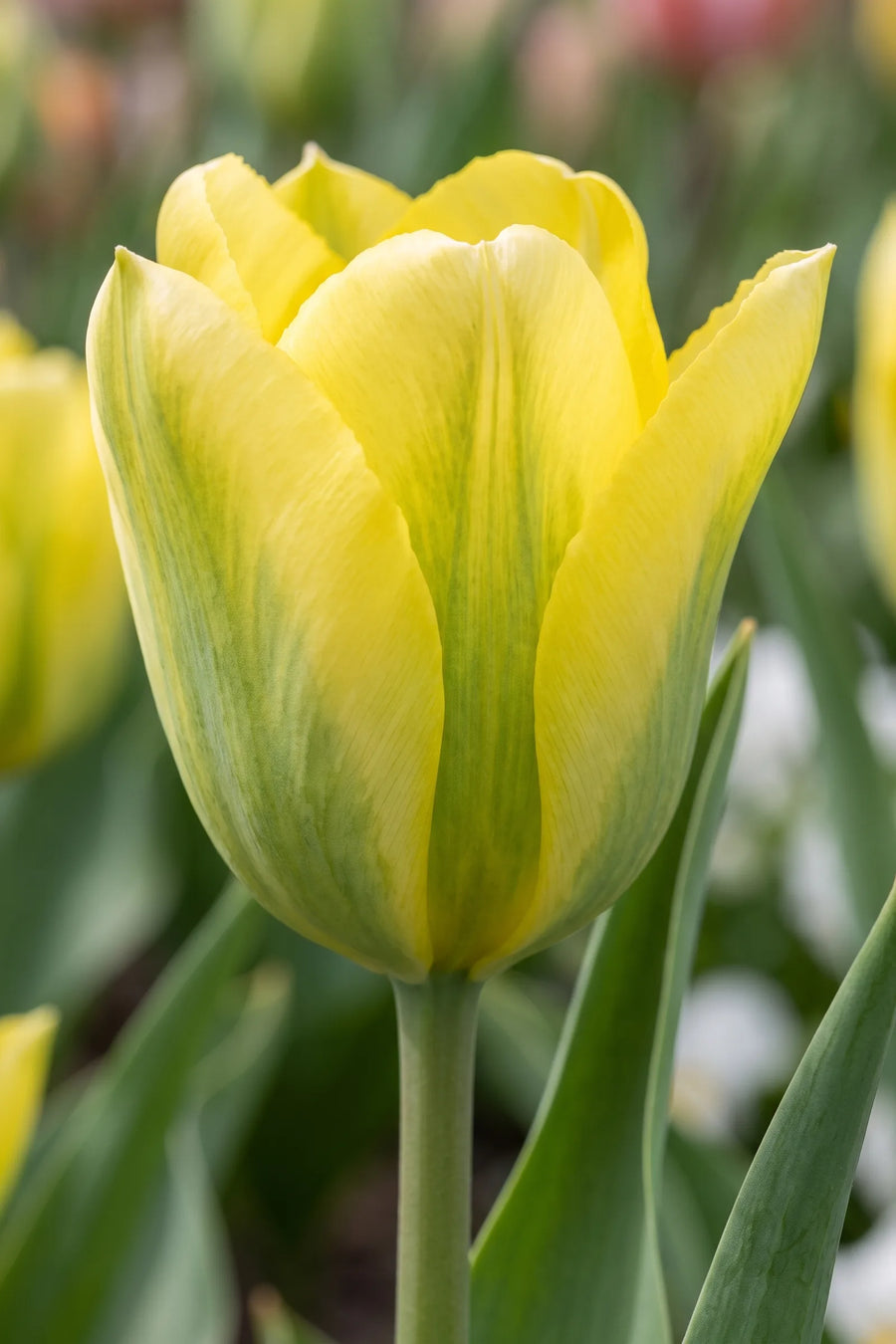 Close-up van de bloem van Tulipa Formosa