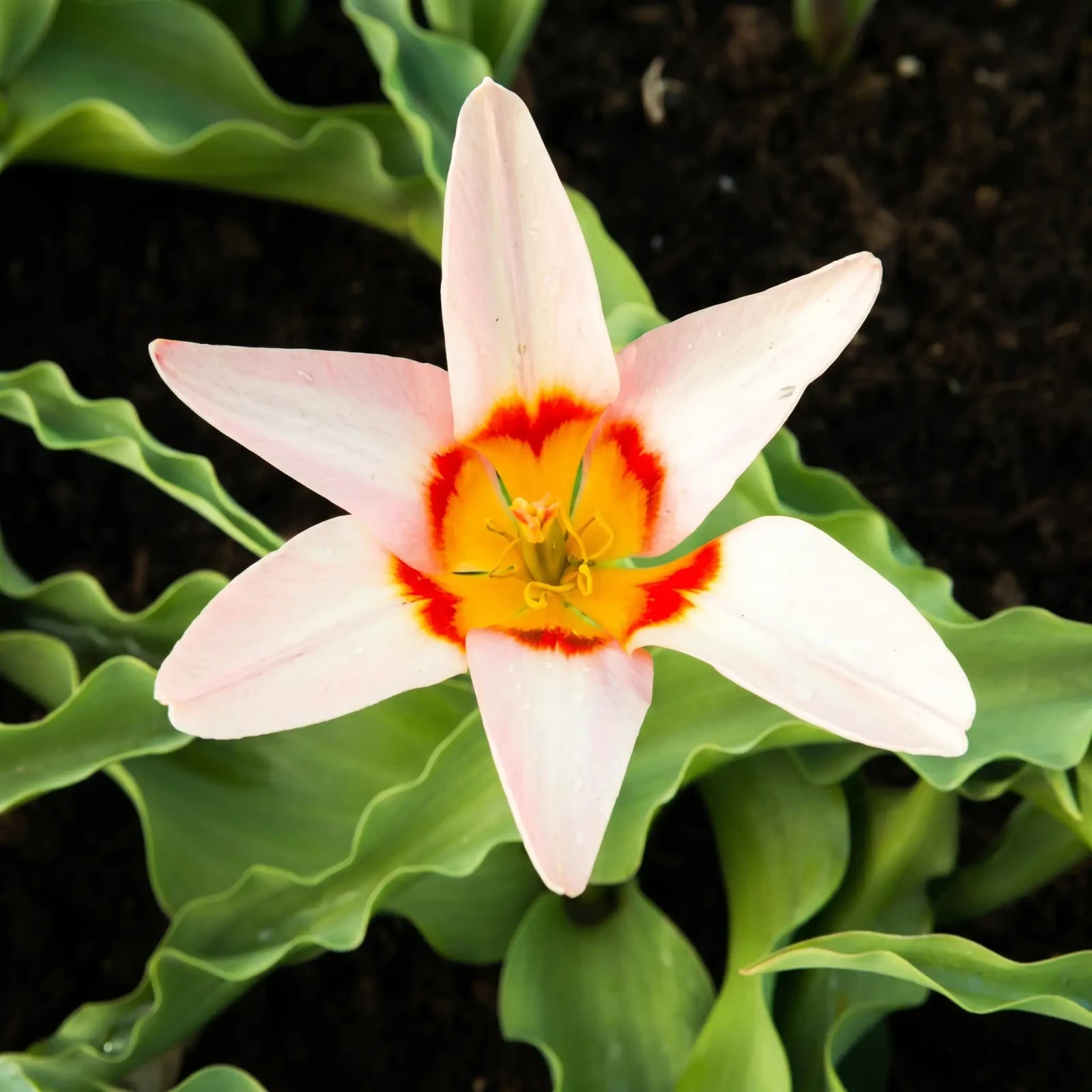 Tulipa Ancilla close-up