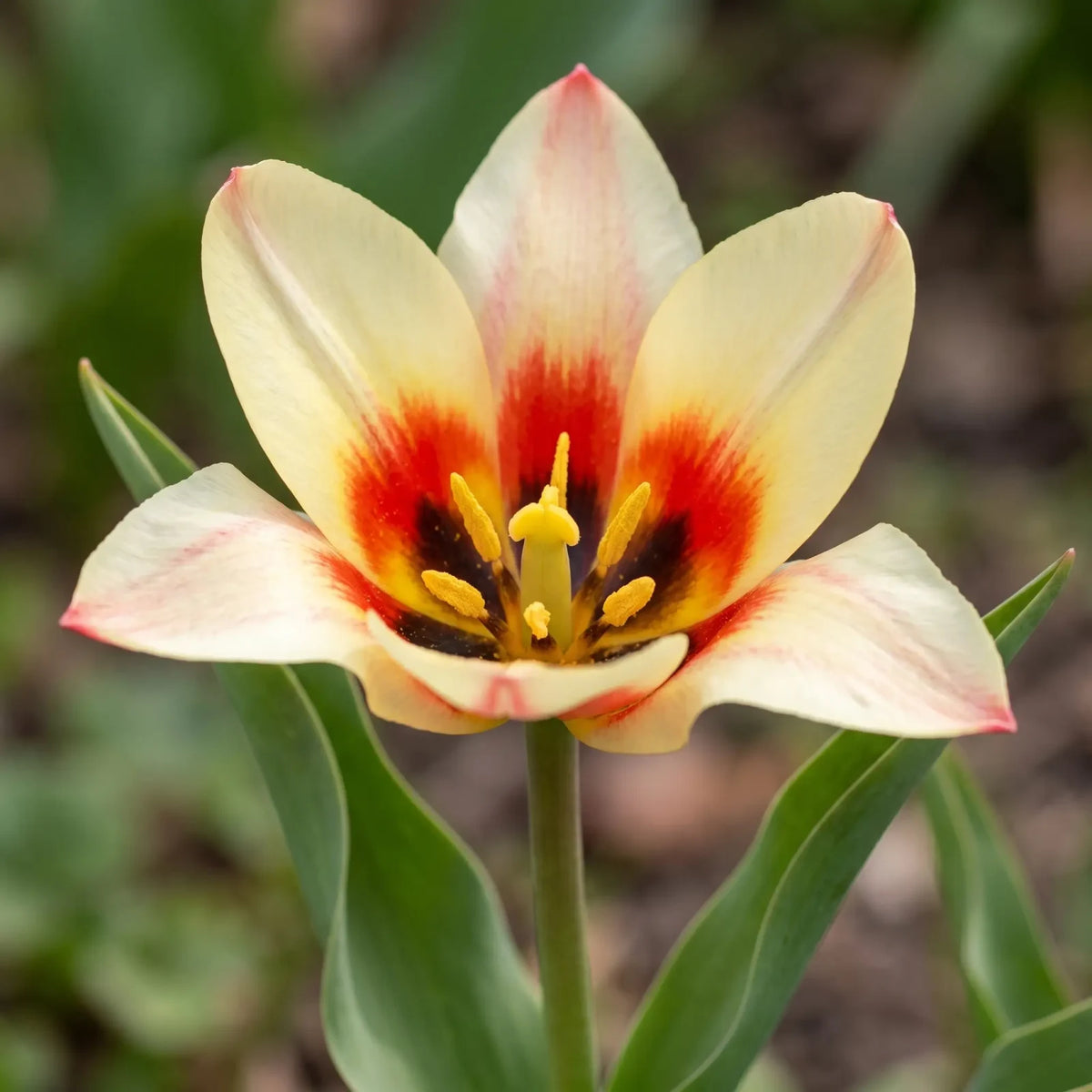 Tulipa Johan Strauss close-up