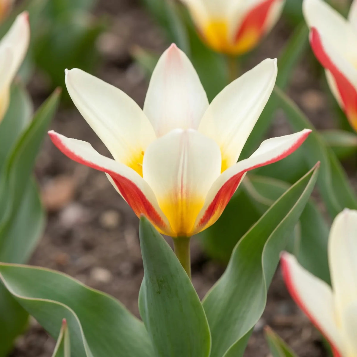 Tulipa The First close-up