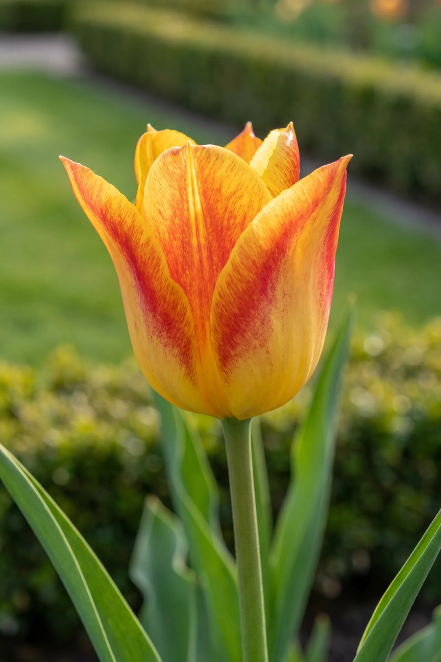 Close-up van de bloem van Tulipa Washington